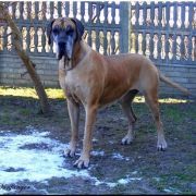 FINLANDIA Jantarowa Saga 