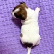 Odin's Lightning Heavenly Blessing