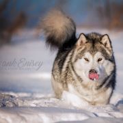 Amank Enisey Dream Universe 