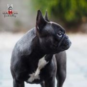 Tekila Carthago Grandis