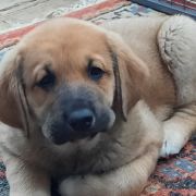  Excelente Melisa Spiritus Silvam