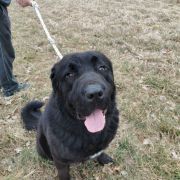 A LORD VADER Czarne Serca (FCI)