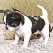 Black Hawk Emerald In Gold