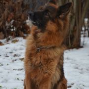 Victoria Wilcza Horda Team FCI