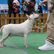 CHALLENGER Diamonds Edit