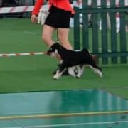 SHINY DUDE S TAGANIEGO ROGA