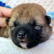 DAITO the Scarlet Hill