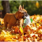 TELIMENA Hokus Pokus z Perlowej