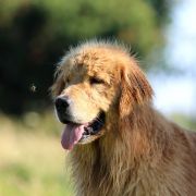 CH.BY,CH.RU, Ch.PL GOLDENS DE GAULES BRASIL