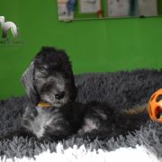 PICASSO Diamond Lamb