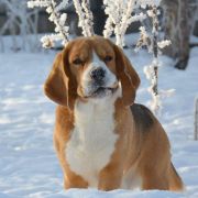 SELESTA'S DREAMS KNOW HOW TO WIN