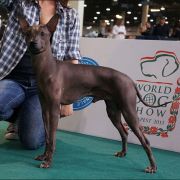 CINNAMON Margarejro FCI