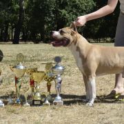 HOME BOY RED PEARL IN GINGER 