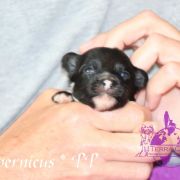 Cupernicus in Terra Civis 