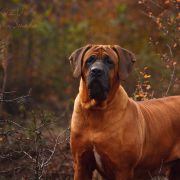 CHIZU Yokozuna Yusha