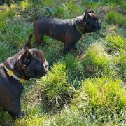 Świergotka Francuskie Słoneczka FCI