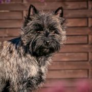 Freya Sirius Devil's line