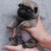 WIEDŹMIN Czar Olbrzyma