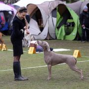 South Dog's Cartel DESIREE