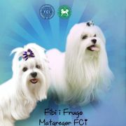 Furia Avenue of Stars 