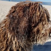 YASUMI Bona Espero (FCI)