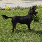 Mibleck (FCI) PESTKA` FULLHOUSE