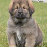 GAIA Arhat