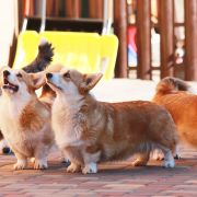 Динара из эпохи Веллеса