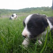 Zozola Jodłowy Border