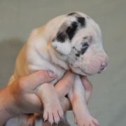 SEPHORA Czar Olbrzyma