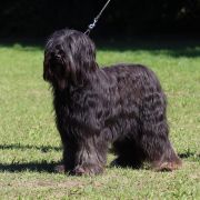 ch. Brida La Ferme Asined