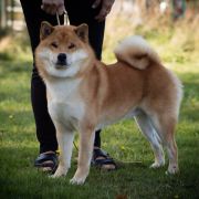 ZHEMCHUZHINA IMPERATORA EKU GONANKAIHO