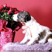 NOBLE NOVEL Impuls i Splendor