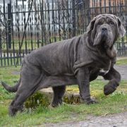 DANIELLA DEL' BOSCO FOLTO