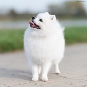 Orchide in Blossom Bennet