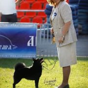 LEYU Black Fox for My Heart 