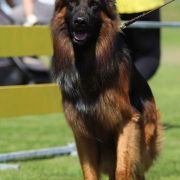 Abarth vom Rikor Team