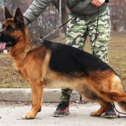 Morphine Team Carrera