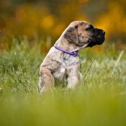 CALLIOPÉ DOLCE VENDETTA FCI 