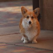 Динара из эпохи Веллеса