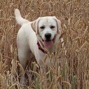 Play Mor (FCI)Babaushka