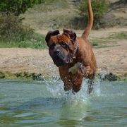 ISAMU Mazurski Samuraj