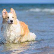 CROWN KING Border Black