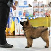 ALKOR S LUNEZHSKIKH GOR