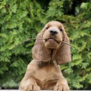 ETERNIA MADAME RAZZ Ginger State of Mind