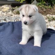 Luke Skywalker z Bratkowej Ohany