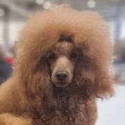 XANTINO Kudłaty Klebuszek (FCI)