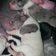 TETYDA Czar Olbrzyma