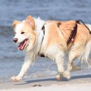 CROWN KING Border Black