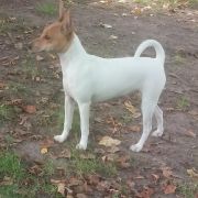 IGA z Grodu Kopernika